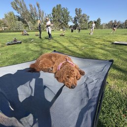 My dog at group training! My dog at group training!