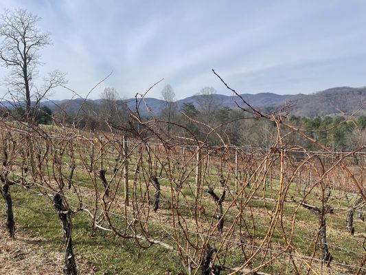 Addison Farms Vineyard by null