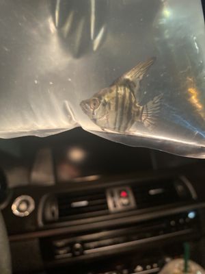 The Fin Shop by null