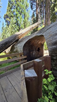 General Sherman Tree by null