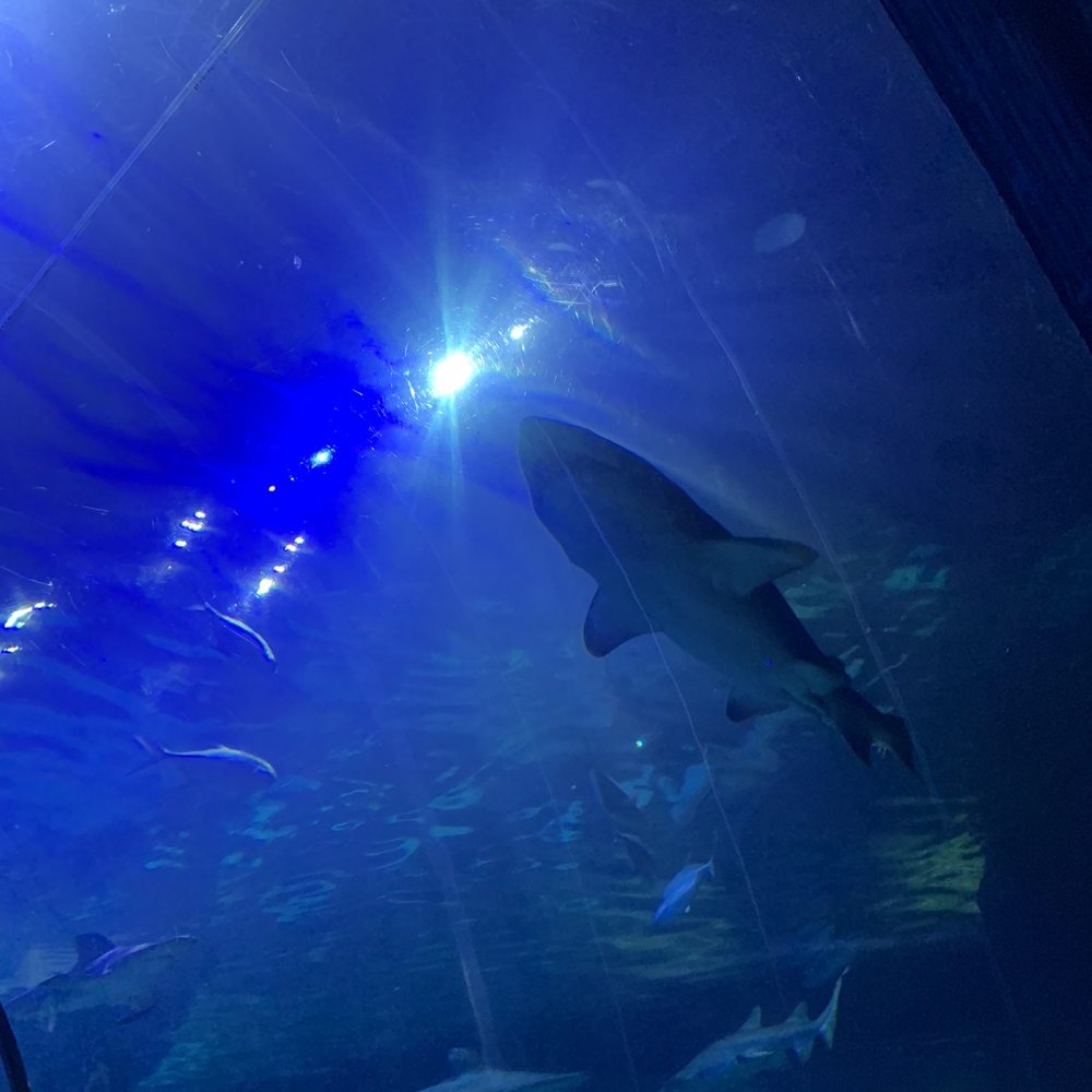 Shark Encounter - Aquariums Near Me - Orlando, Florida