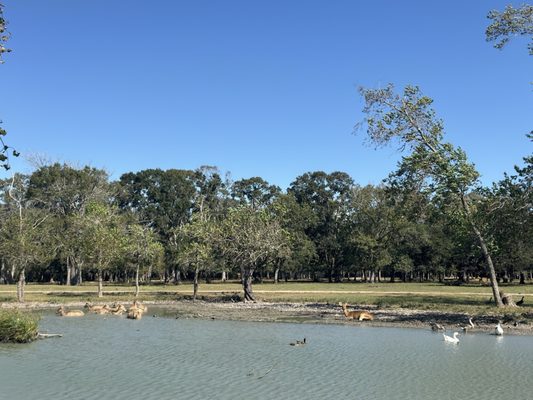 Bayou Wildlife Zoo by null