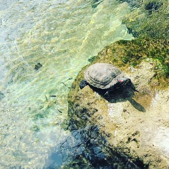 River Place Nature Trail - Turtle - Hiking Near Me - Austin, Texas