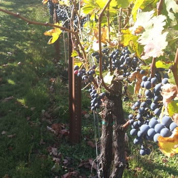 Clearview Vineyard - Wineries Near Me - Warwick, New York