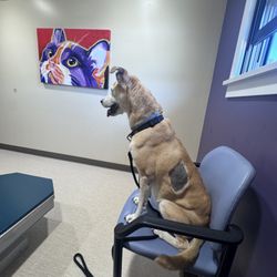 Caseville Small Animal Clinic - Here is Aurora waiting on her friend Dr Kevin!