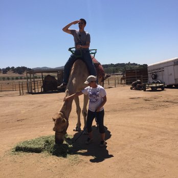 Oasis Camel Dairy - My dorky brother on his camel ride - Attraction Farms Near Me - Ramona, California Oasis Camel Dairy - My dorky brother on his camel ride - Attraction Farms Near Me - Ramona, California