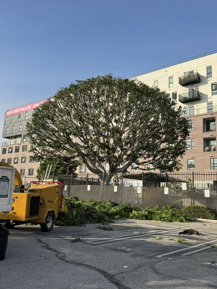 Villatoro Tree Care - tree service in Pasadena, CA