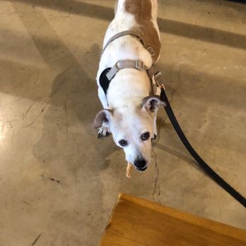 Bear King Brewing Co. - Dog friendly patio with a few overhead fans - Breweries Near Me - Marble Falls, Texas Bear King Brewing Co. - Dog friendly patio with a few overhead fans - Breweries Near Me - Marble Falls, Texas