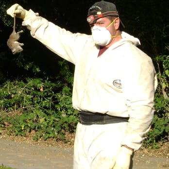 Bay Area Rodent Solutions - Pest Control Near Me - Campbell, California Bay Area Rodent Solutions - Pest Control Near Me - Campbell, California