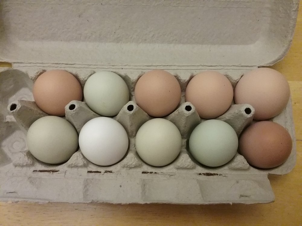 PURPOSE DRIVEN FAMILY FARM Updated April 2024 24033 Nc Hwy 71 N