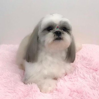 Divine Pet Care - Nútrala - Pet Groomers Near Me - Round Rock, Texas Divine Pet Care - Nútrala - Pet Groomers Near Me - Round Rock, Texas