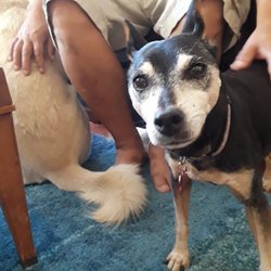 Another pic of our geriatric girl.