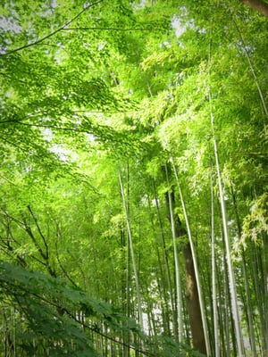 Shirotori Garden by null