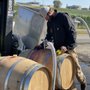 Photo of Amos Rome Vineyards