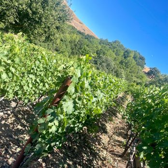 Captain Vineyards - Wineries Near Me - Moraga, California