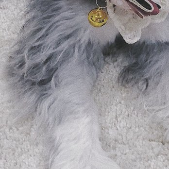 Magic Groomer - Pet Sitting Near Me - Arcadia, California