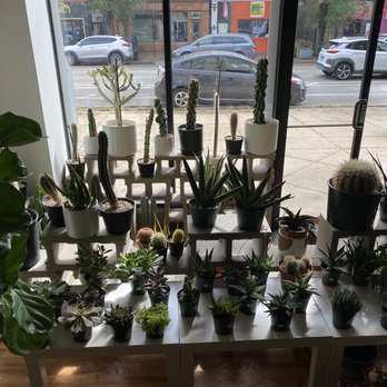 Big Plants - Succulents! I wanted em all. - Nurseries & Gardening Near Me - Chicago, Illinois