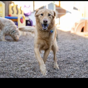 BHV- Austin - Pet Boarding Near Me - Austin, Texas