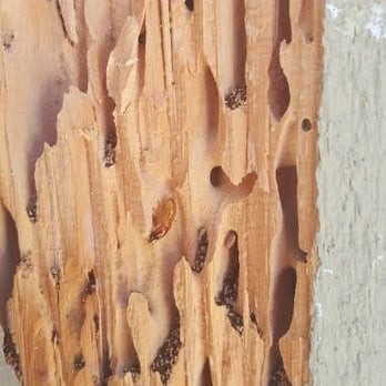 Associated Exterminators - Pest Control Near Me - Orange, California Associated Exterminators - Pest Control Near Me - Orange, California