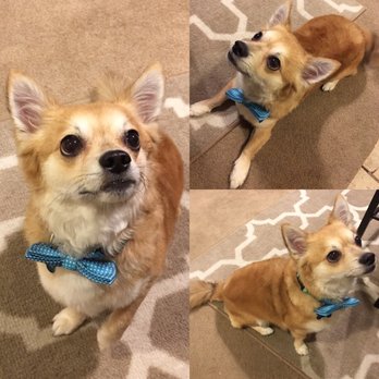 Rose & Friends Pet Care - The best groom I've ever had! Thanks Rose!! - Pet Groomers Near Me Rose & Friends Pet Care - The best groom I've ever had! Thanks Rose!! - Pet Groomers Near Me