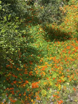 Temescal Gateway Park, Mountains Recreation & Conservation Authority by null