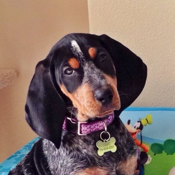 Evenstar Hounds - Ellie--bought from Evenstar Hounds at 8 weeks old---love this dog! - Pet Breeders Near Me - Cherryville, North Carolina Evenstar Hounds - Ellie--bought from Evenstar Hounds at 8 weeks old---love this dog! - Pet Breeders Near Me - Cherryville, North Carolina