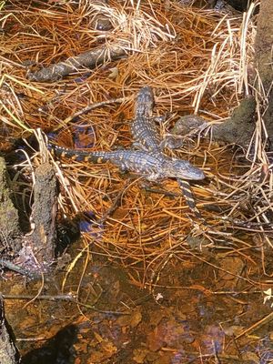 Highlands Hammock State Park by null