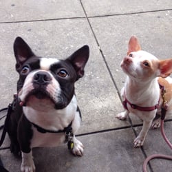 Addicted to The Bean - We like to sit outside with our well behaved dogs