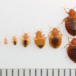 ProTec Thermal - Bed Bugs have 7 stages to their life cycle.