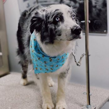 Posh Paws Mobile Spa - Pet Groomers Near Me Posh Paws Mobile Spa - Pet Groomers Near Me