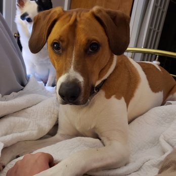 Celebrity Pets - Sweet Louis begging his mom just to look at him and Georgie looks on from a far. - Pet Stores Near Me - Northville, Michigan Celebrity Pets - Sweet Louis begging his mom just to look at him and Georgie looks on from a far. - Pet Stores Near Me - Northville, Michigan