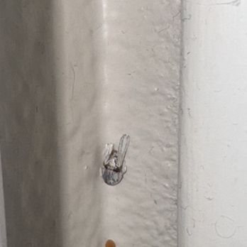Waverley Place Apartments - Dead roach they painted over. Multiple dead and live roaches found throughout the apartment upon moving in. - Apartments Near Me - Naples, Florida Waverley Place Apartments - Dead roach they painted over. Multiple dead and live roaches found throughout the apartment upon moving in. - Apartments Near Me - Naples, Florida