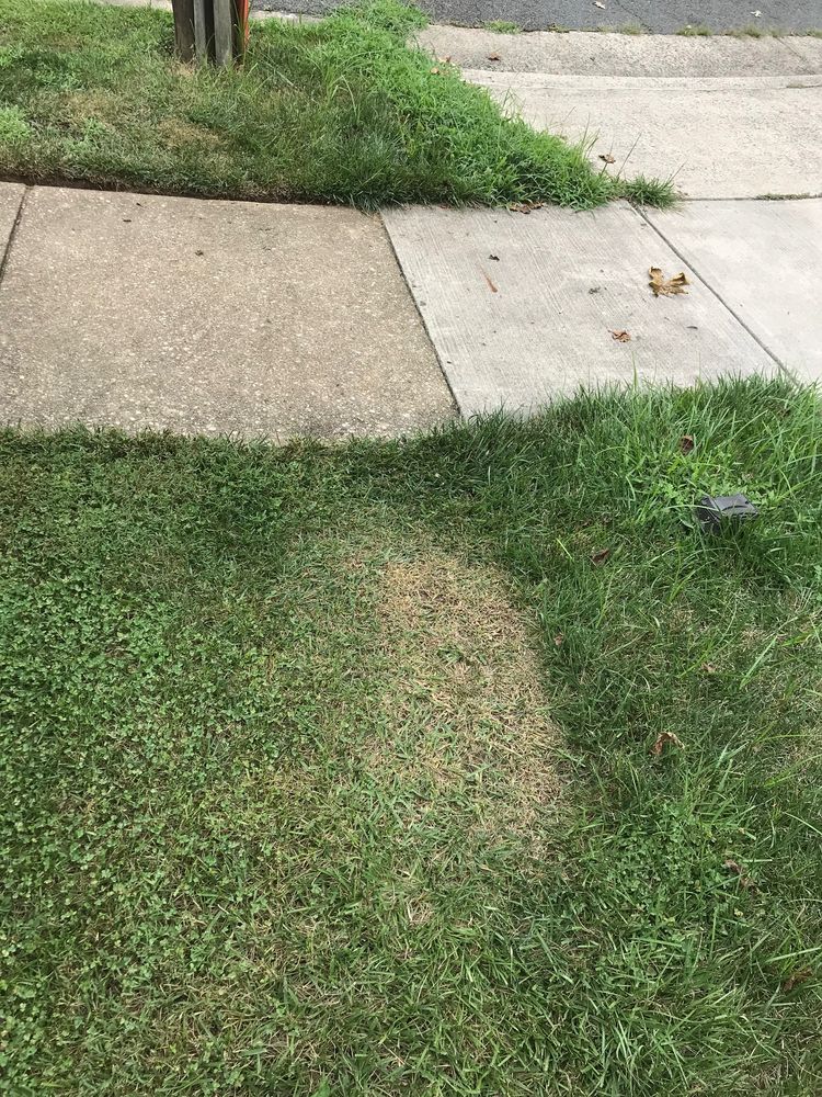 HAMBLETON LAWN & LANDSCAPE Updated August 2024 19 Reviews 478