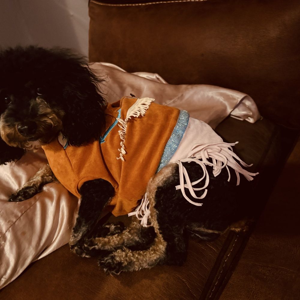 Pet Supplies Plus Conroe - My dog groomed and cute like a cowgirl - Pet Groomers Near Me - Conroe, Texas Pet Supplies Plus Conroe - My dog groomed and cute like a cowgirl - Pet Groomers Near Me - Conroe, Texas