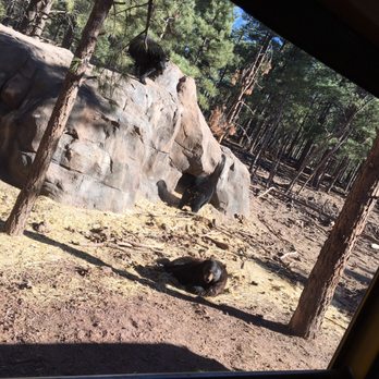 Bearizona - Bears - Zoos Near Me - Williams, Arizona