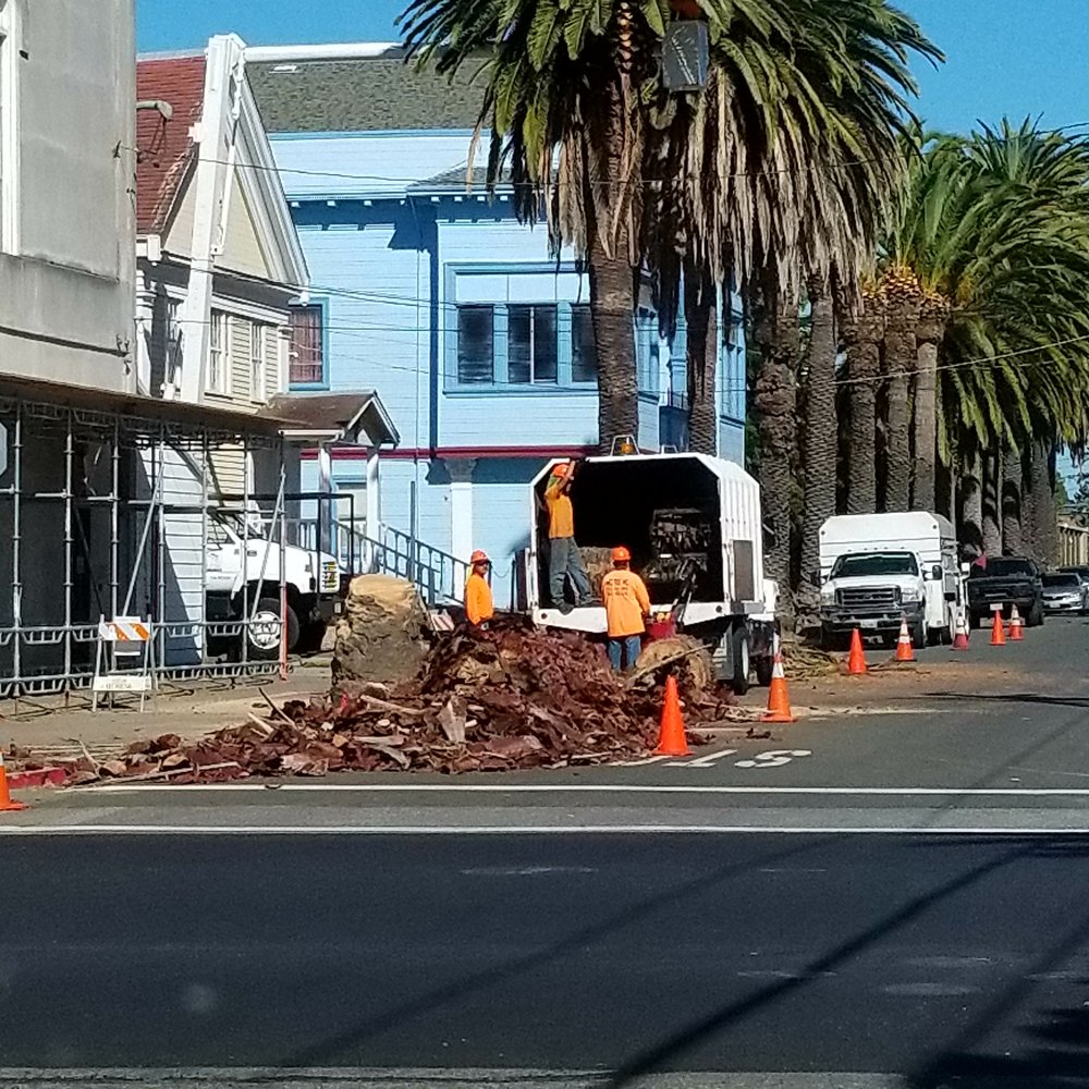 Removing the dead palm tree, and you can see the "before" of the palm to be trimmed behind it. Removing the dead palm tree, and you can see the "before" of the palm to be trimmed behind it.