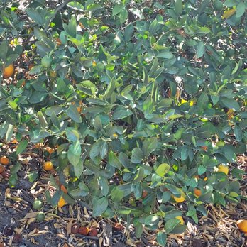 Sunmist Tangerine Farm - Pick Your Own Farms Near Me - Temecula, California