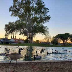 Lake/waterbirds