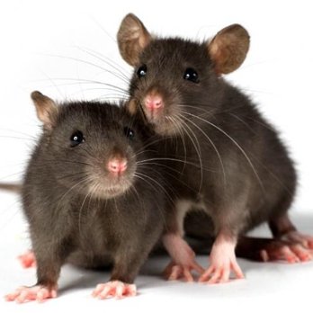Hangtown Pest Control - Pest Control Near Me - Sacramento, California Hangtown Pest Control - Pest Control Near Me - Sacramento, California
