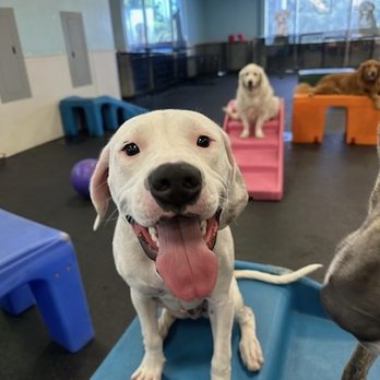 Dogtopia - Pet Boarding Near Me - Upland, California Dogtopia - Pet Boarding Near Me - Upland, California