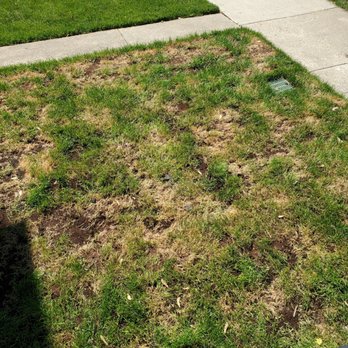 Landscaping Maintenance by Moritz Welt - Lawn right after he seeded. - Snow Removal Near Me - Chicago, Illinois