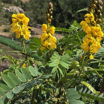 Sage Hill Ranch Gardens - Attraction Farms Near Me - Escondido, California Sage Hill Ranch Gardens - Attraction Farms Near Me - Escondido, California
