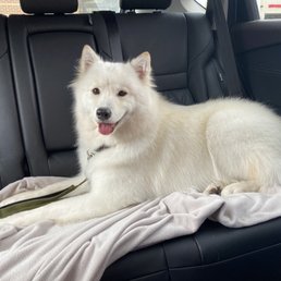 Marvel (samoyed)