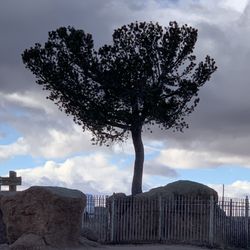 Tree In the Rock - The tree