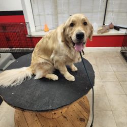 Sit Means Sit Dog Training St. Petersburg