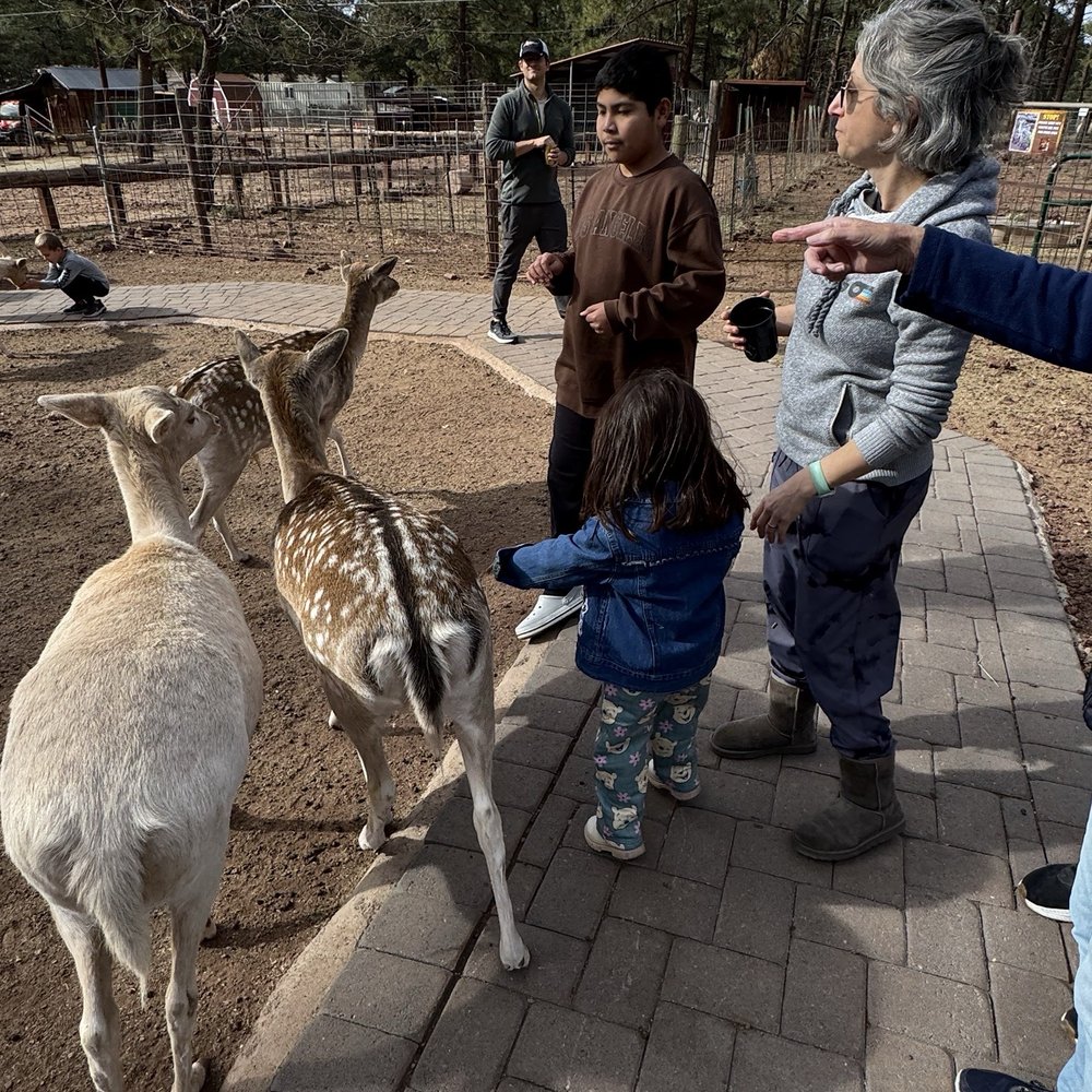 Grand Canyon Deer Farm - They were so cute!!! My 3 year old daughter absolutely LOVED it! - Zoos Near Me - Williams, Arizona Grand Canyon Deer Farm - They were so cute!!! My 3 year old daughter absolutely LOVED it! - Zoos Near Me - Williams, Arizona
