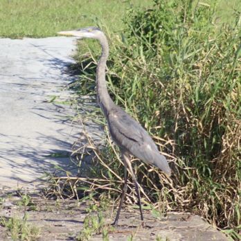 Kitching Creek Preserve - Great Blue Heron - Parks Near Me - Hobe Sound, Florida
