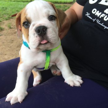 Westgrove Dog Park - baby bull dog... - Dog Parks Near Me - Alexandria, Virginia Westgrove Dog Park - baby bull dog... - Dog Parks Near Me - Alexandria, Virginia