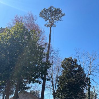 Ventura Tree Services - Taking down a 100 year old tree that was dying. - Tree Services Near Me