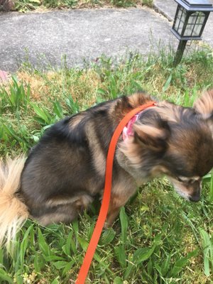 Hair Of The Dog Wash and Groom by null